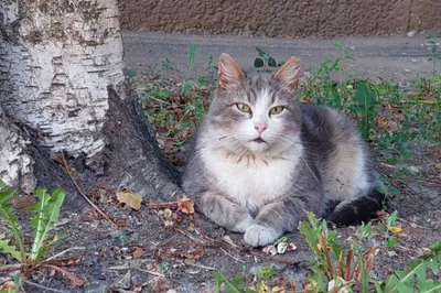 Смешные коты и кошки из глины. Коллекция кошек, сделанных в  ростове-на-дону. Matroskin кота из автомобиля в одежде моря. Стоковое Фото  - изображение насчитывающей глина, смешно: 179529090