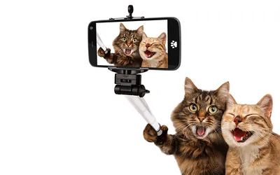 кот с кошачьей головой в ванной, кот самые смешные картинки фон картинки и  Фото для бесплатной загрузки