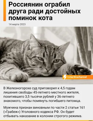 Котики. Милые, забавные, смешные кошки