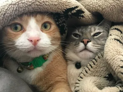 Смешные моменты из жизни котов 1# | Милые детеныши животных, Кошки и котята,  Мемы про котов