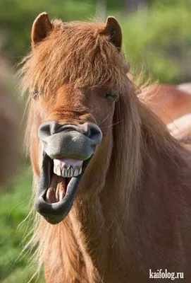 Смешные морды лошадей рисунки - 72 фото
