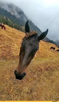 Улыбающеяся лошадь смешная картинка» — создано в Шедевруме
