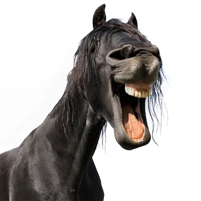 Лошадь смотрит носом в камеру. …» — создано в Шедевруме