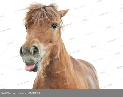 Смешные лошади - 73 фото
