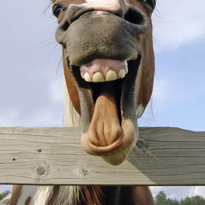 смешные лошади 2 стоковое фото. изображение насчитывающей усмешка - 4068842