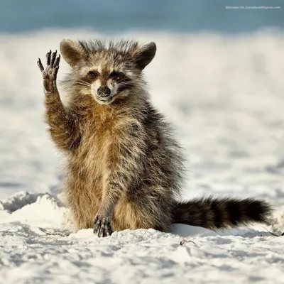 Comedy Wildlife Photography Awards опубликовала самые смешные фото животных  | Шарий.net