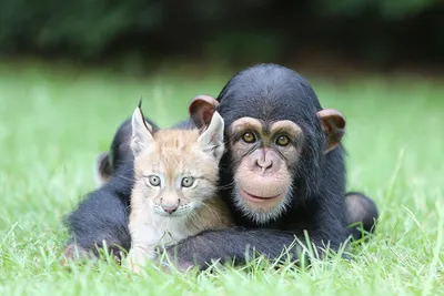 Самые смешные фото животных: финалисты конкурса Comedy Wildlife Photography  Awards - МЕТА