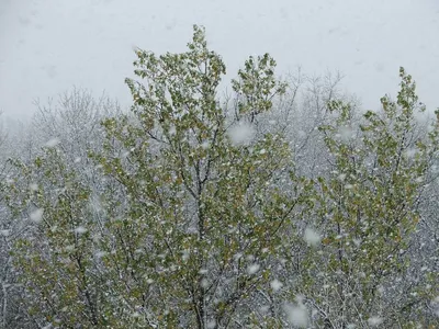 Идет снег фон, 6,330 картинки Фото и HD рисунок для бесплатной загрузки |  Pngtree
