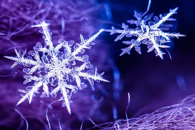 Превращение снежинок. О метеорологии, снежном покрове и не только… |  Летопись живой природы | Дзен