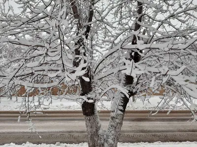 Фотосет No. 9: Снежная весна (Часть 1) — Subaru Forester (SH), 2,5 л, 2012  года | фотография | DRIVE2