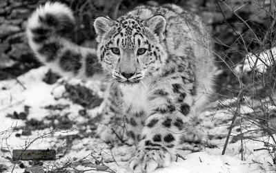 снежный барс сидит на камне в снегу, картинки снежного барса, леопард, снег  фон картинки и Фото для бесплатной загрузки