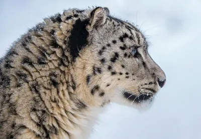 Нос, хвост, лапы и шуба снежного барса позволяют ему выживать там, где  другие хищники жить не могут | Пикабу
