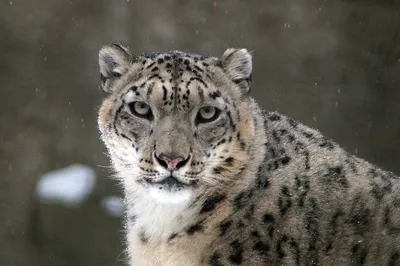 Котята снежного барса попали в фотоловушку на территории заповедника в  России | 360°