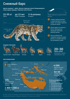 23 октября - Международный день снежного барса