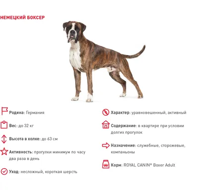 Собака породы боксер, в полный рост…» — создано в Шедевруме