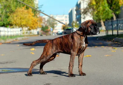 Несколько интересных фактов о собаке породы боксер | Pets2.me | Дзен