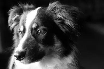 Картинки собак черно белые фотографии