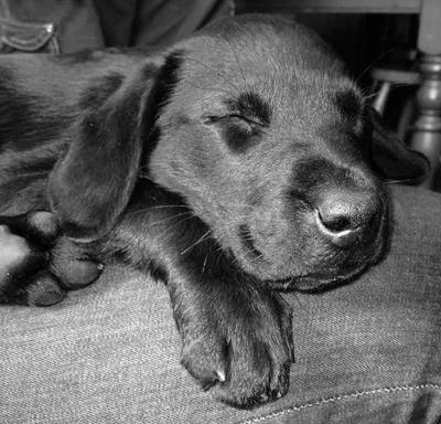 картинки : черное и белое, щенок, собака, спать, Млекопитающее, Черный,  монохромный, черно-белый, нос, Морда, Позвоночный, Лабрадор ретривер,  порода собаки, Монохромная фотография, Собака, как млекопитающее 2448x2350  - - 388715 - красивые картинки - PxHere