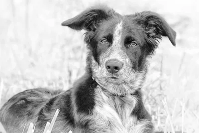 Старые чёрно-белые фотографии - ЯПлакалъ | Фото собак, Черно-белое, Винтаж  детские фото