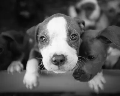 Собаки Черно-Белый Портрет - Бесплатное фото на Pixabay - Pixabay