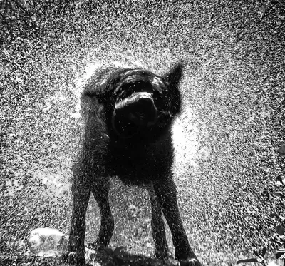 Черно белые собаки в огне ворту …» — создано в Шедевруме
