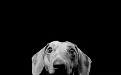 Черно-белый шпиц валяный (мини копия собаки на заказ) в интернет-магазине  Ярмарка Мастеров по цене 4000 ₽ – RSUZMBY | Войлочная игрушка, Новосибирск  - доставка по России