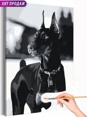Пропала собака Черно-белый хаски, 4-я линия, Синявино | Pet911.ru