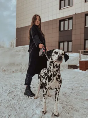 Фотография Далматинец Собаки Животные белом фоне