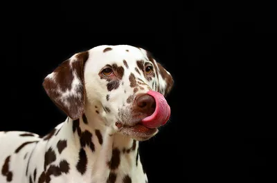 Порода собак далматинец (описание, 20 фото)