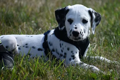 Pin by Magic In Picture on Dalmatin in 2023 | Dalmatian dogs, Dalmatian,  Dog activities