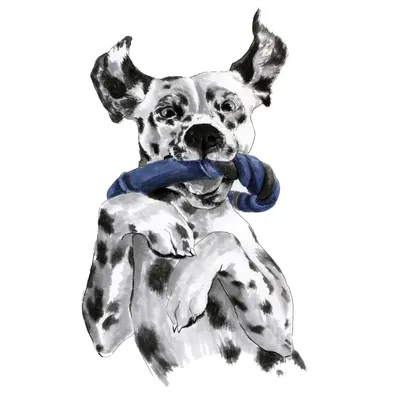 Шляпа для собак, далматинцев 1519, шляпа, далматинская собака, щенок, милый  пудель, животные, корги, Германия | AliExpress