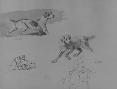 Настройка собак 4 руки рисования Иллюстрация вектора - иллюстрации  насчитывающей рука, собака: 181654163