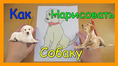 Как нарисовать СОБАКУ, Урок рисования для детей от 3 лет - YouTube