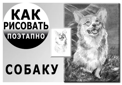 Учимся рисовать кошек и собак. Пошаговые уроки по созданию домашних  любимцев - Vilki Books