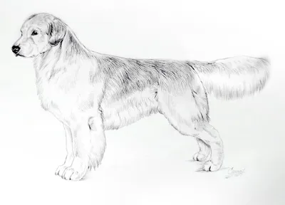 Иллюстрация 1 из 31 для Пошаговые уроки рисования. Рисуем кошек и собак -  Виктория Мазовецкая | Лабиринт -