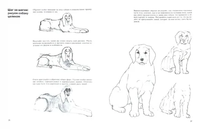 Рисование собак, Графика - Envato Elements