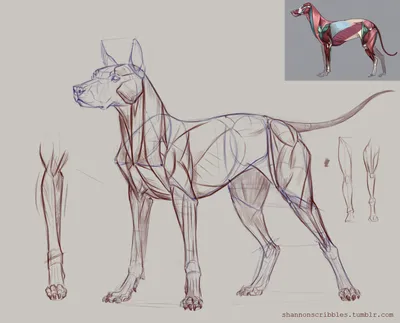 Как нарисовать собаку (щенка) цветными карандашами. Рисование. Рисуем  вместе | Рисуем вместе | Онлайн школа рисования | Дзен