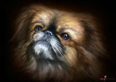 Bluetick Coonhound Собака Голову Вектор Рисования Ручной Рисунок  Иллюстрации Прозрачным Векторное изображение ©svetomircomua 665770244