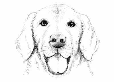Легкие рисунки собак для срисовки - 63 фото