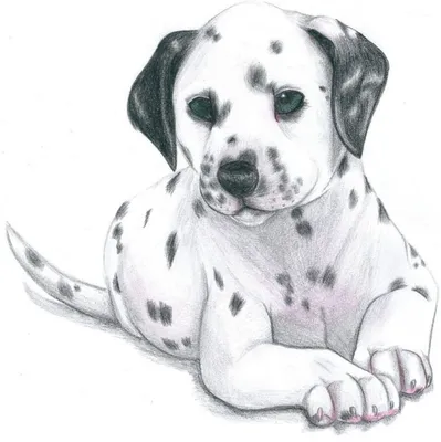Картинки собак для срисовки (60 картинок) 🌟