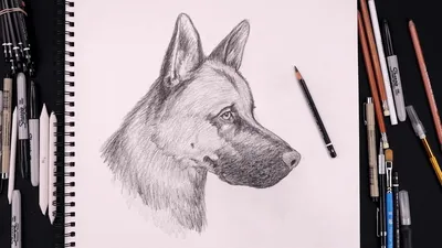 Собака рисунок для срисовки - 58 фото