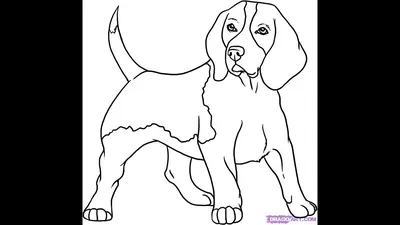 Собаки срисовки легкие пошаговые (800 рисунков) рисунки для начинающих  карандашом простые идеи красивые картинки