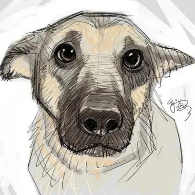 Рисунки для срисовки легкие собаки - 82 фото