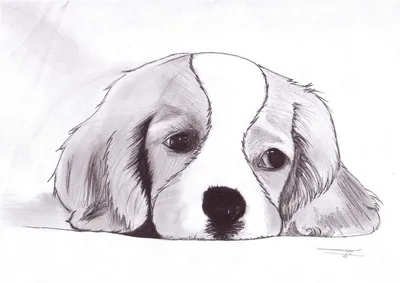 Картинка собака аниме дорисуй голову ❤ для срисовки