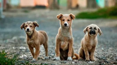 Американская мечта по-собачьи: как сейчас живут 4 дворняжки из Мангистау