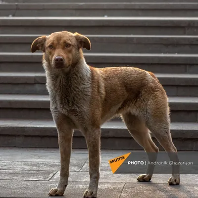 Пёс в мешке: в Татарстане зоомошенники продают дворняжек под видом  породистых собак | Вести Татарстан