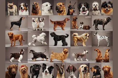 Картинки собак и их породы