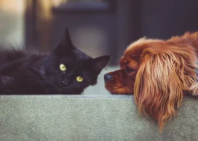 Как подружить кошку с собакой в квартире или доме?