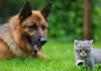 Кошка и собака вместе - 65 фото