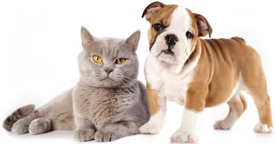 Как подружить кота и собаку